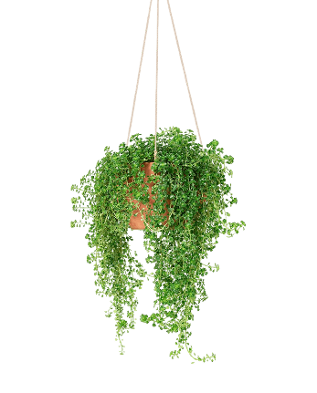 hanging-plant