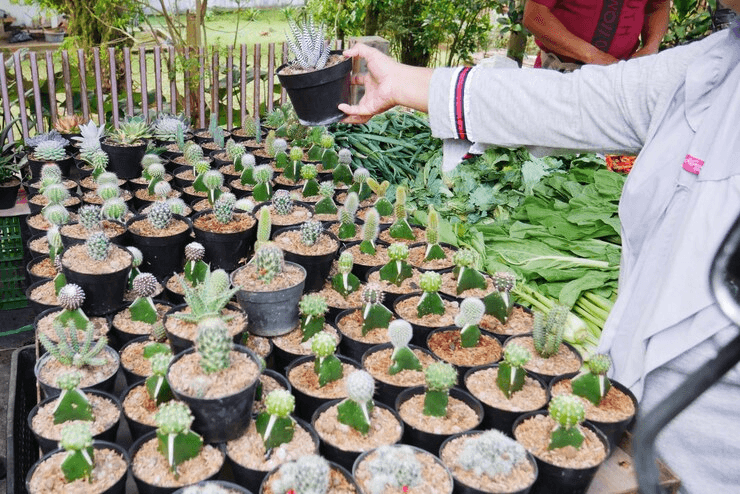 Introduction to Planting
