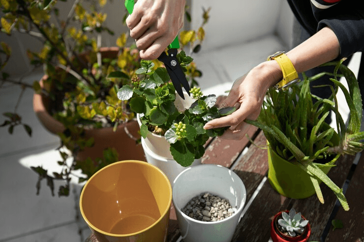Balcony Garden Ideas